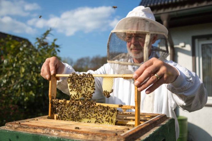 Arundel Bee Project